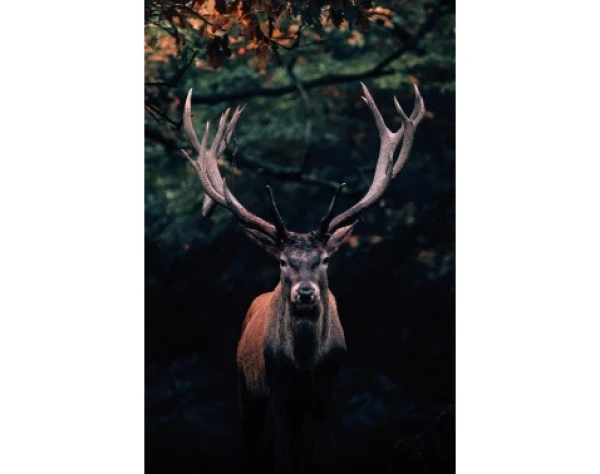 Obraz na platne Jeleň lese, 78x118 cm%