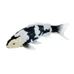 Mojo Kapor koi SHIRO utsuri