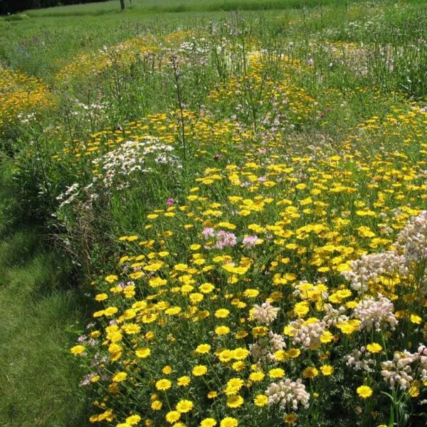 Agrostis Trávníky SLUNOVRAT kvetnatá lúka zmes osív do sucha pre náročných 200 g