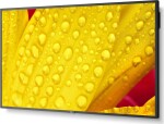NEC M551-2 55IN UHD 500CD/QM