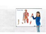 Learning Resources Learning Resources Obojstranné magnetické ľudské telo