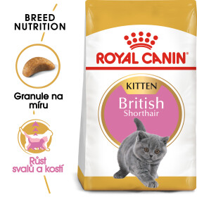 RC cat  KITTEN BRITISH shorthair - 2kg