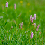 Agrostis Trávníky RAKOVEC kvetnatá lúka do vlhka zmes osív 200 g