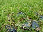 Zatrávňovacie tvárnice Guttagarden Terragrid - čierna (30,2 x 30,2 x 3,7 cm), 160 t/m²