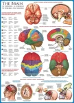 EUROGRAPHICS Puzzle Mozog